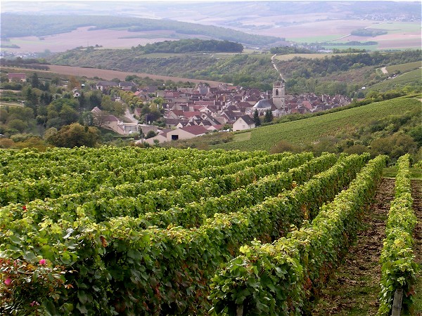 The famous vineyards of the Chablis region