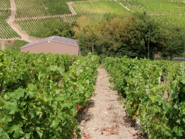 Sancerre vineyards in the Upper Loire
region