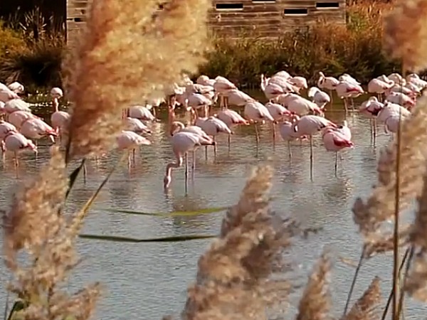 In the Rhone Delta, with a landscape of
lagoons, wild horses and bulls<br> roam freely amongst the pink flamingos and
other species.