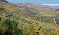 Alsace Vineyards