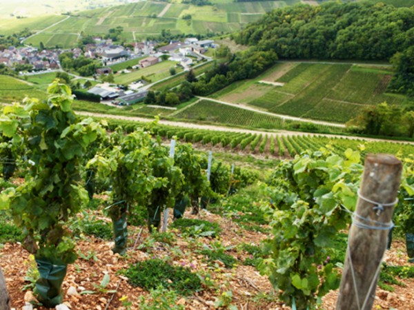 The quaint Chavignol Hamlet of Sancerre in the
Upper Loire<br>set in a valley surrounded by vineyards