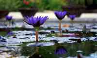 Beautiful 19th Century Water
Garden