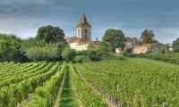 Medoc vineyards