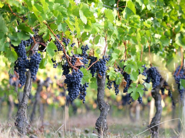 Sundrenched grapes of the Languedoc