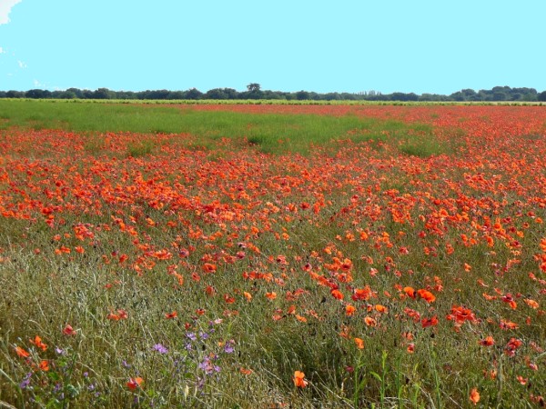 The abundant poppy fields in the south of
France <br>are in bloom from April to June