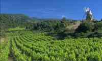 Minervois Vineyard