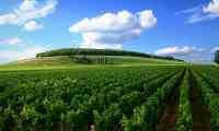 Cote de Beaune Vineyards